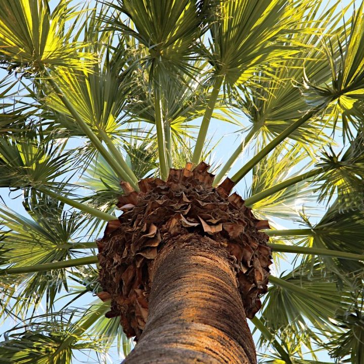 palm sunday, palm tree, athens-5051249.jpg